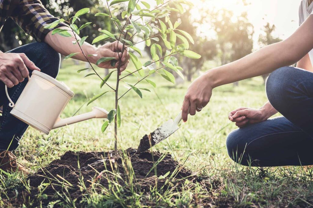 Planting a tree