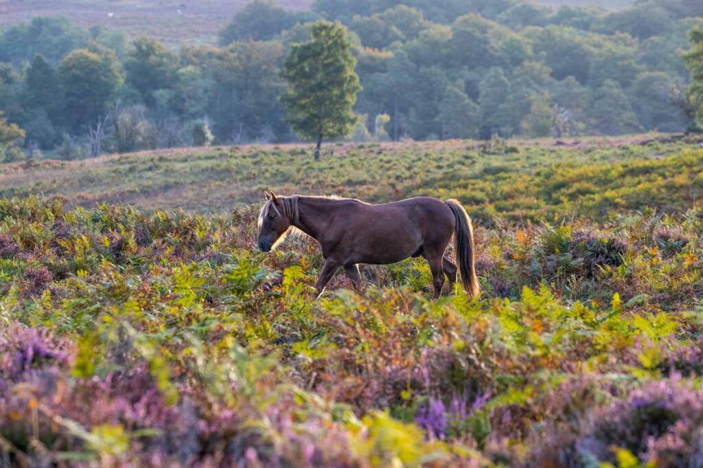 New Forest heather and horse