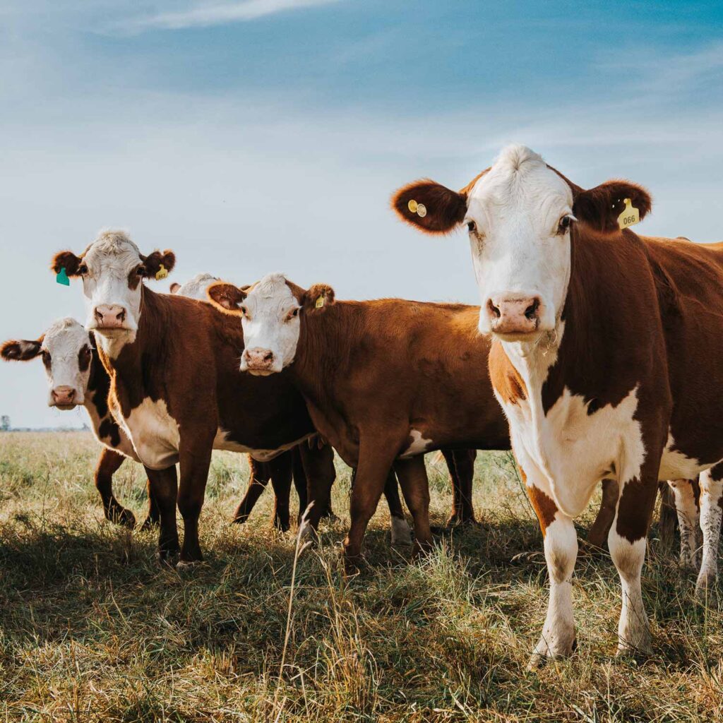 brown and white cows in field