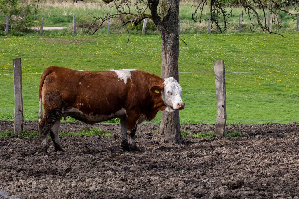 cow in muddy field