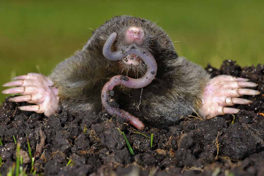 Mole and worm