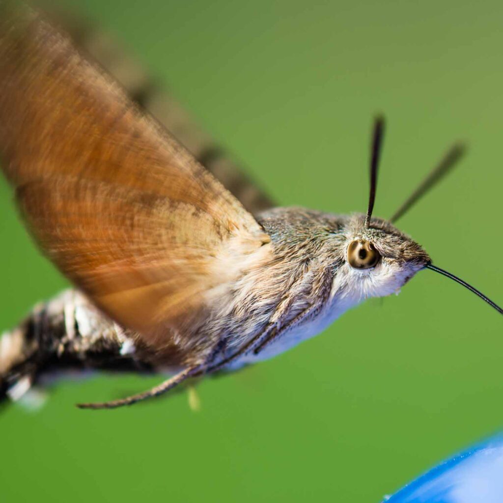 hummingbird hawk moth