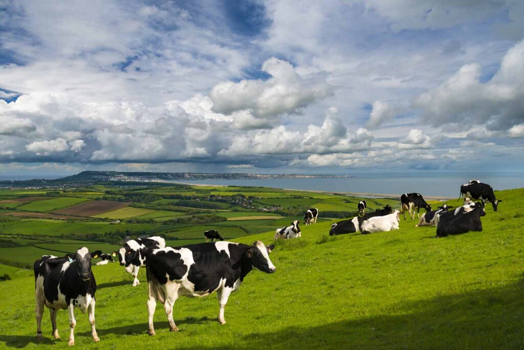 cows in fields